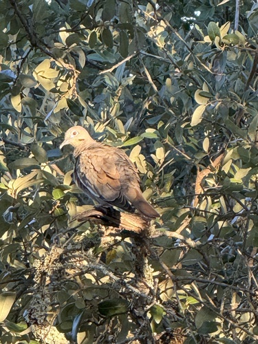 White-winged Dove observed by sccdds