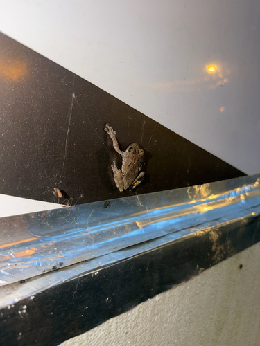 Cope's Gray Tree Frog observed by dreakicks