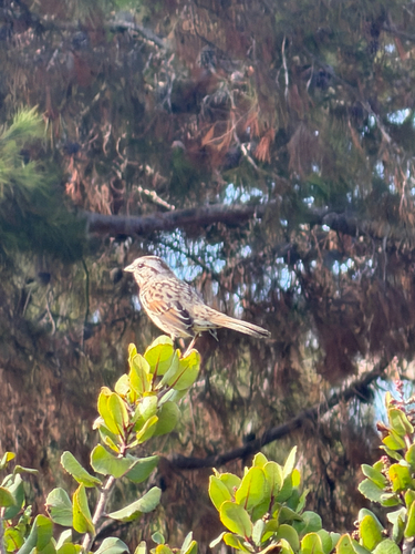 Song Sparrow observed by andy1020