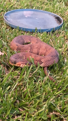 Banded Watersnake observed by truss0120