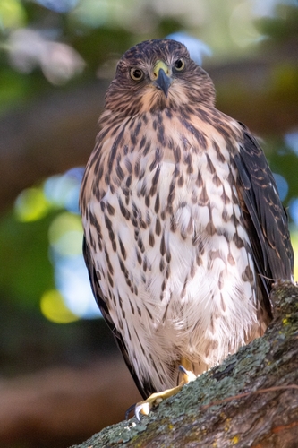 Cooper's Hawk observed by nick_stewart
