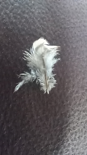 Codorniz californiana observed by wajo