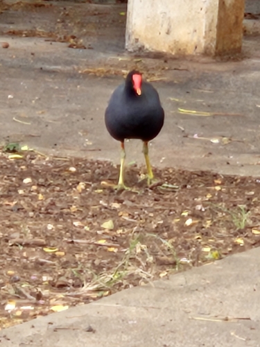 Common Gallinule observed by pualanid