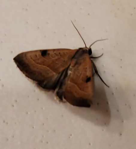 Wedgling Moth