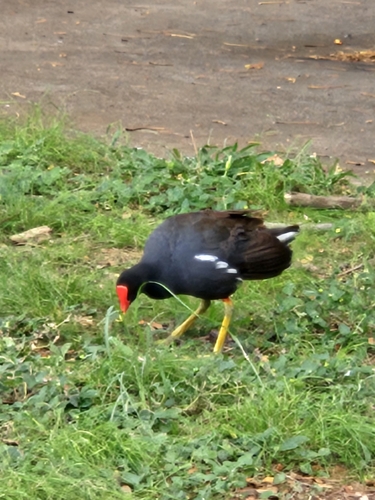 Common Gallinule observed by pualanid