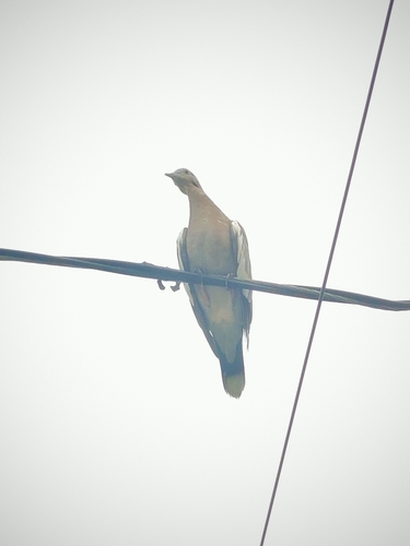 Zenaida asiatica observed by diegobravata