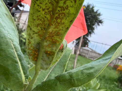Oleander Aphid