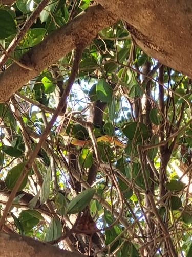Western Rose-Crowned Fruit-Dove