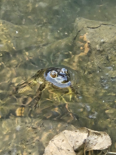 American Bullfrog observed by basedinbham