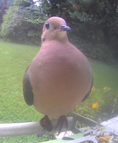 Mourning Dove observed by impopcorn