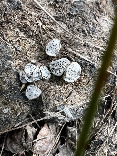 dung button