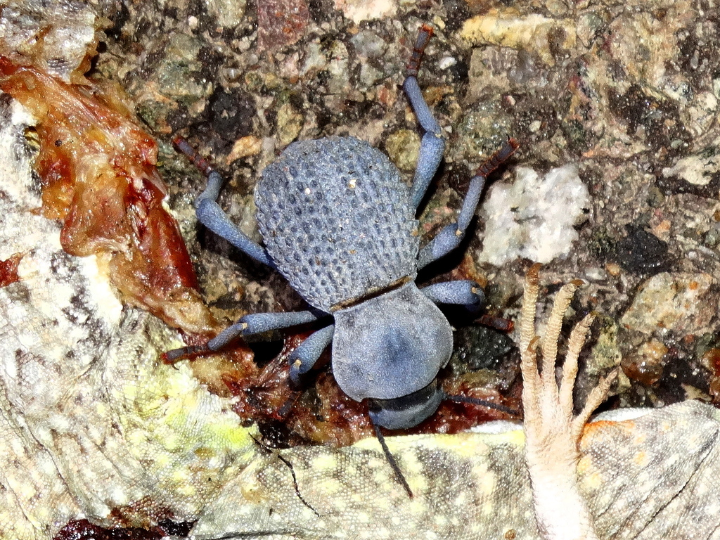 Desert Ironclad Beetle (Asbolus verrucosus) · iNaturalist