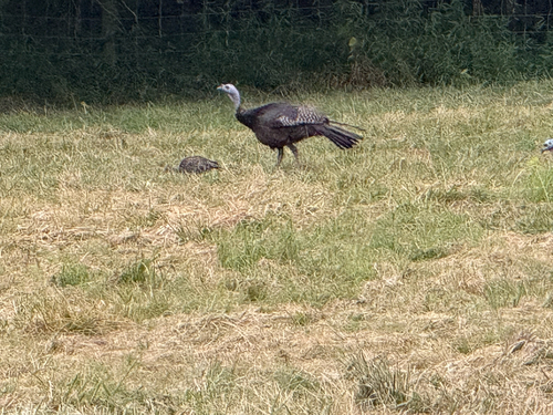 Wild Turkey observed by theresa12