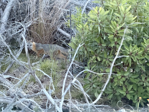 Gray Fox observed by erinlizard
