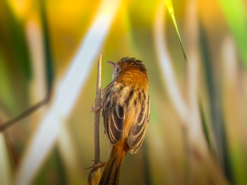 Golden-headed Cisticola