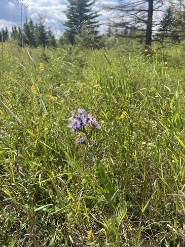 smooth blue aster