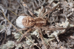 Tarántula ibérica