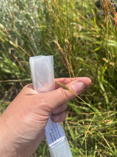 Crested Wheatgrass