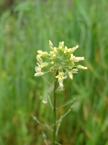littlepod false flax