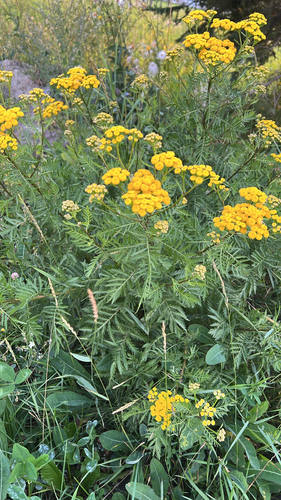 tansy