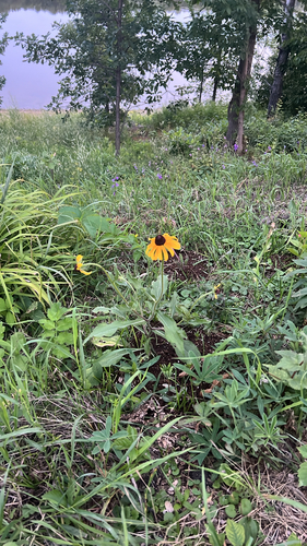 black-eyed Susan