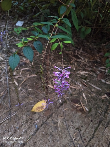 Lindley's Butterflybush