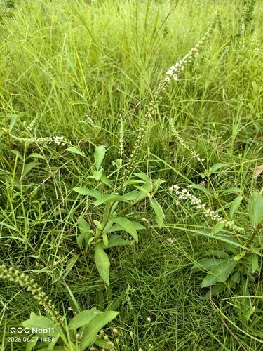 Lysimachia fortunei