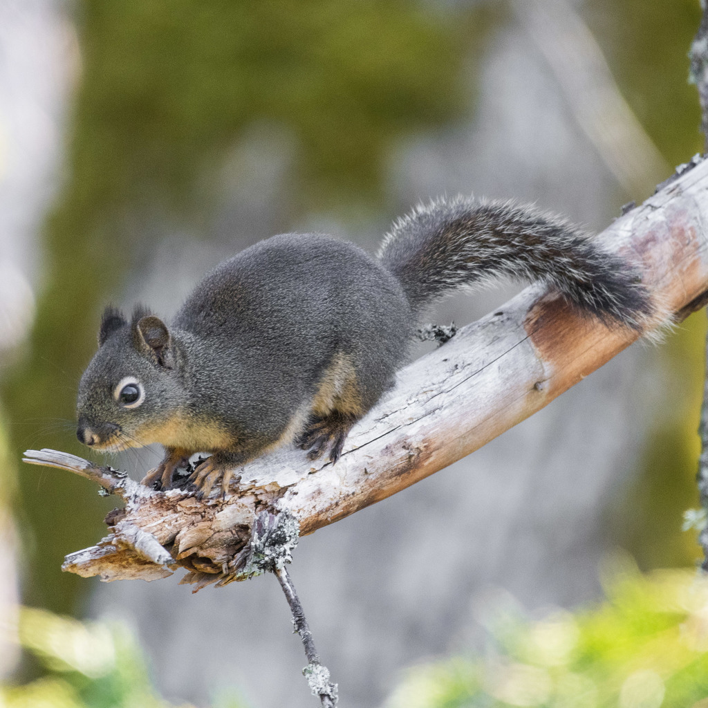 Douglas's squirrel