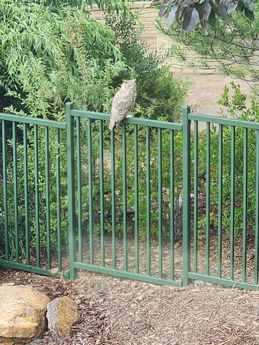 Great Horned Owl observed by jkanda_23