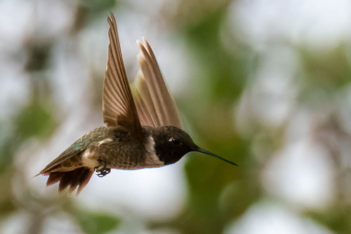 Black-chinned Hummingbird observed by frankseverson
