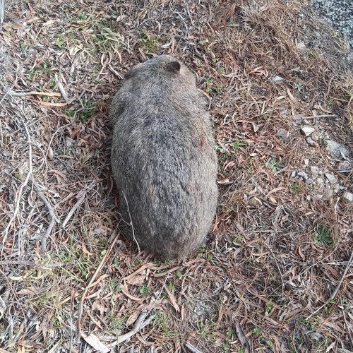 Bare-nosed Wombat