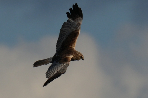 Eurasian Marsh Harrier