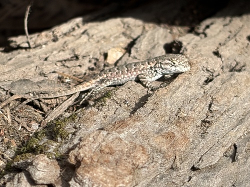 iNaturalist observation photo of Western Fence Lizard