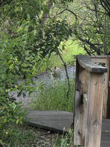 Coyote observed by sophias003