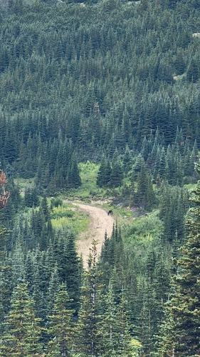 Woodland Caribou observed by helen_liu