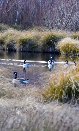 Canada Goose observed by simone47