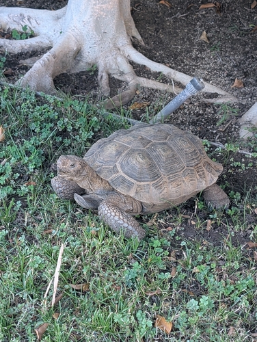 Mojave Desert Tortoise