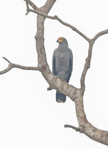 African Harrier-Hawk