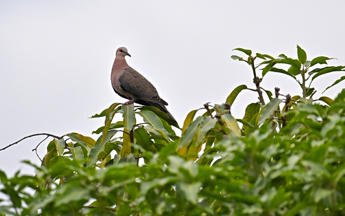 Red-eyed Dove