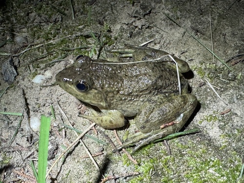 American Bullfrog observed by mob-critters