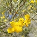 Acacia cyanophylla