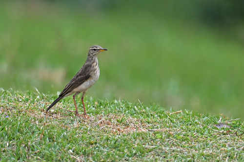 Long-legged Pipit