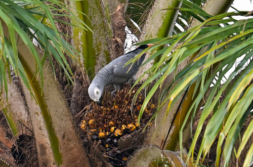 Gray Parrot