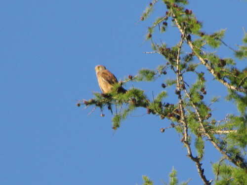 Eurasian Kestrel