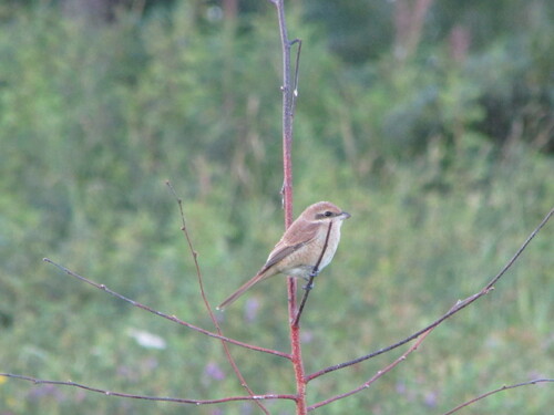Brown Shrike