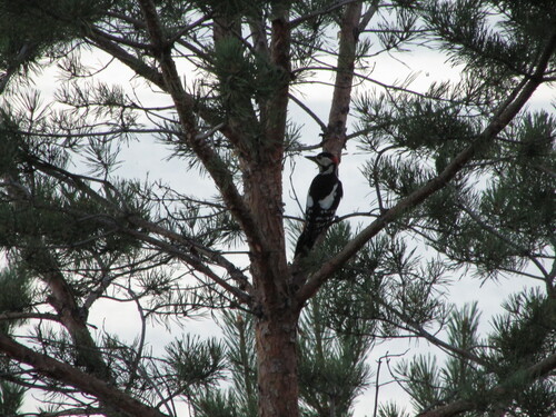 Great Spotted Woodpecker