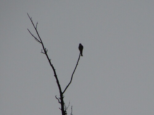 Eurasian Hobby