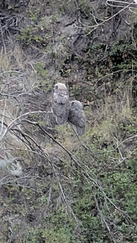 Great Horned Owl observed by hannahratke