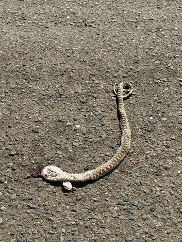 Great Basin Gopher Snake
