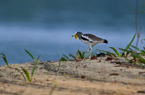 White-crowned Lapwing